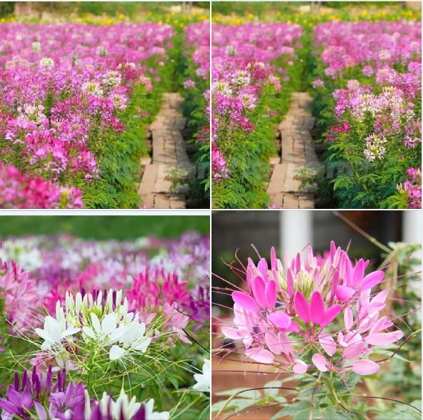 "gói 100 "hạt giống hoa hồng ri mix nhiều màu