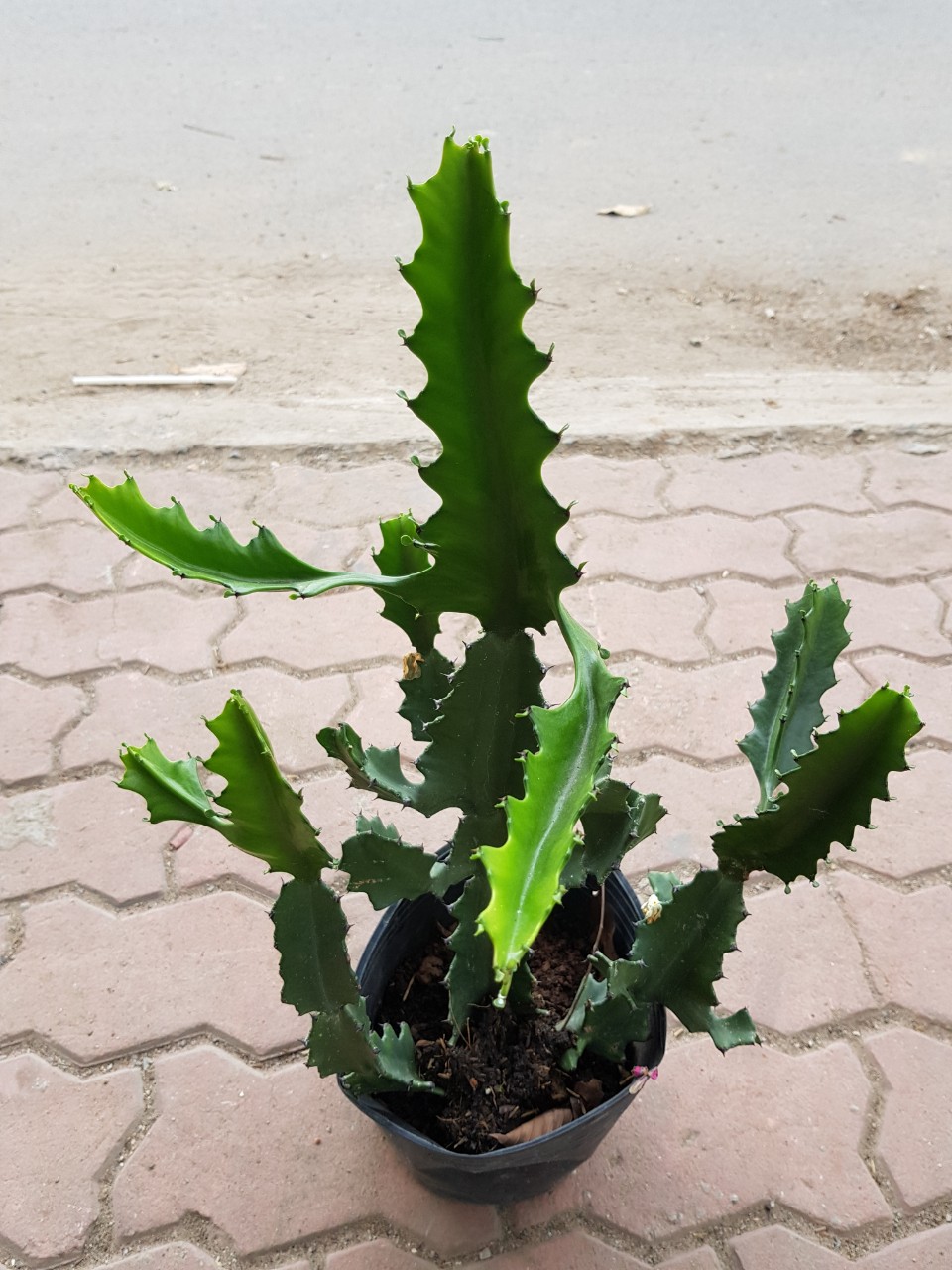 Cây xương rồng gai, xương rồng ông 3 cạnh treo trồng trước cửa phòng bà đẻ trẻ sơ sinh quấy khóc|Minh Hân Garden