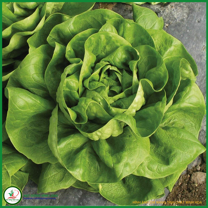 Hạt giống rau Xà lách búp TN 123 - 2g, hiệu Trang Nông chất lượng, nảy mầm cao