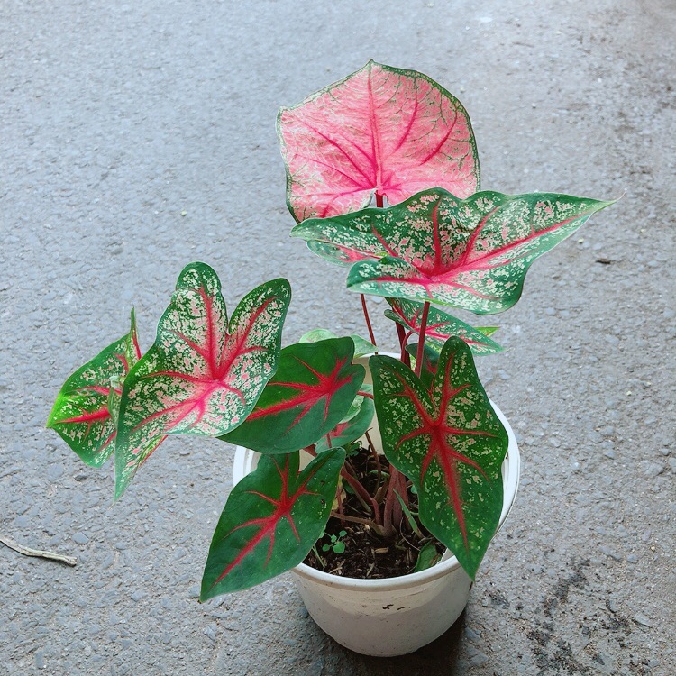 Cây Môn Kiểng