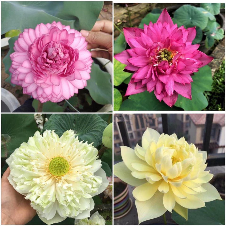 1 Hạt giống sen bách diệp siêu thơm  -  KM trồng thử