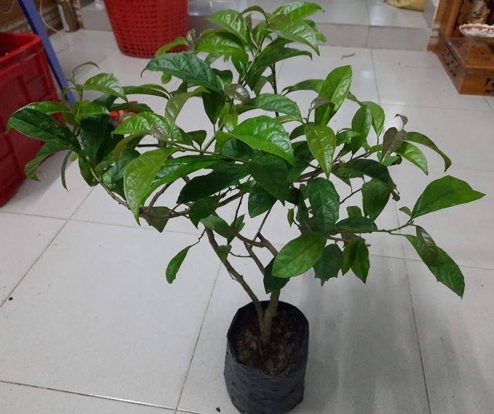 cây xạ đen - cao khoảng 60cm