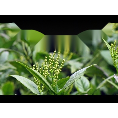 Cây hoa sói dùng để ướp trà