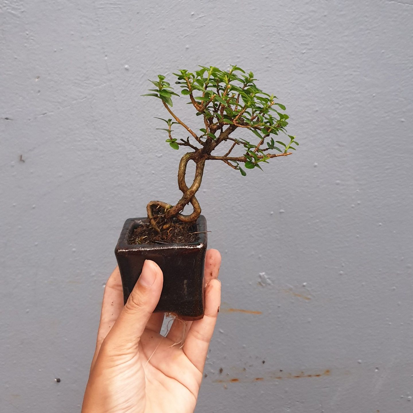 Sam hương siêu mini để bàn - kèm chậu như ảnh