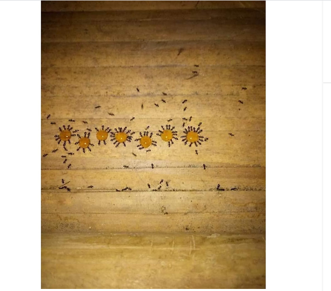 Thuốc Diệt Kiến Gián Tận Gốc thuốc diệt kiến gián sinh học, rất an toàn mà hiệu quả