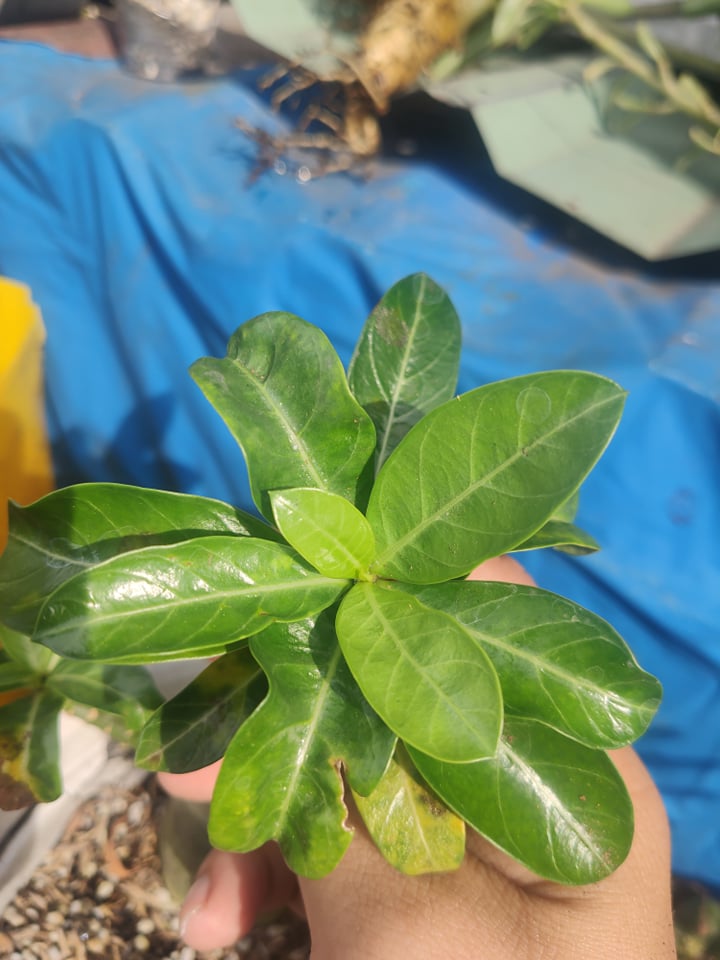 [HCM]Củ sứ thái (size baby cao 15-20cm)