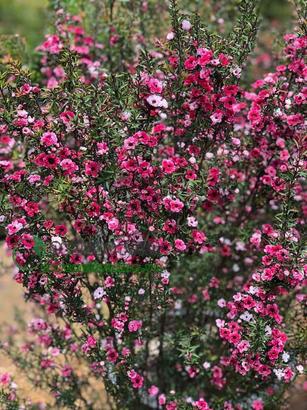 Cây hoa nhất chi mai Đà Lạt lớn - Dòng mai quý Tùng Tuyết Mai- Cây có bầu đất - Rễ khoẻ, nhanh ra hoa - Ship toàn quốc