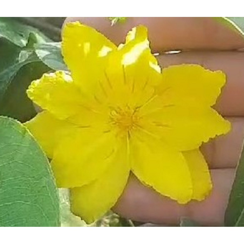 Mai Giảo Lá Gai ( Giảo Thái Lan )