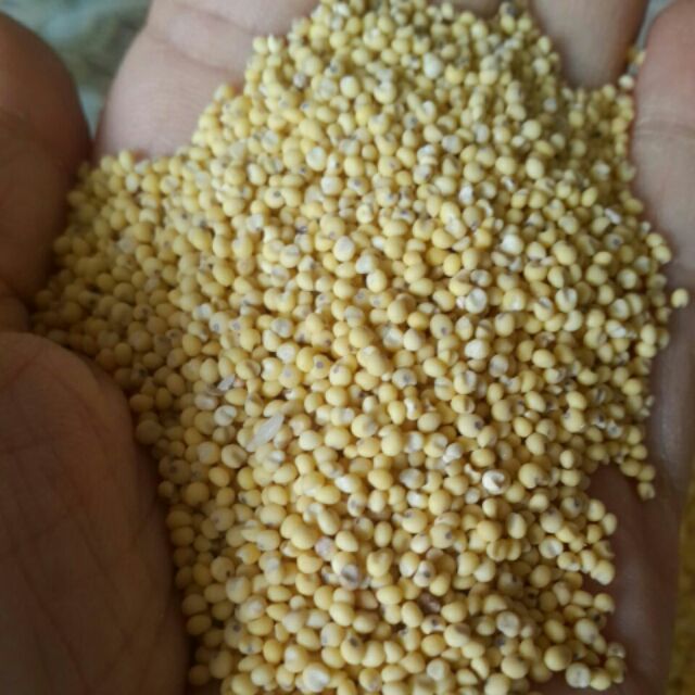 hạt kê nếp giúp bổ gan