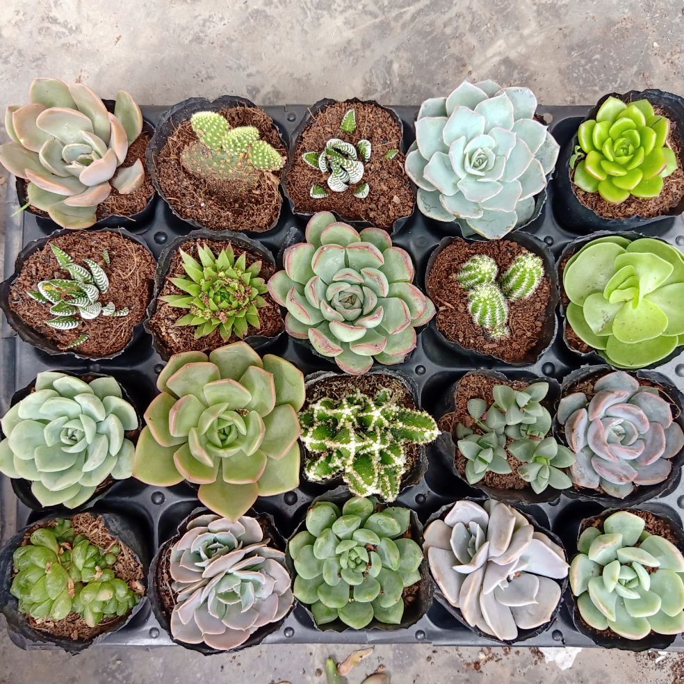 [HCM]Combo 20 cây sen đá+xương rồng