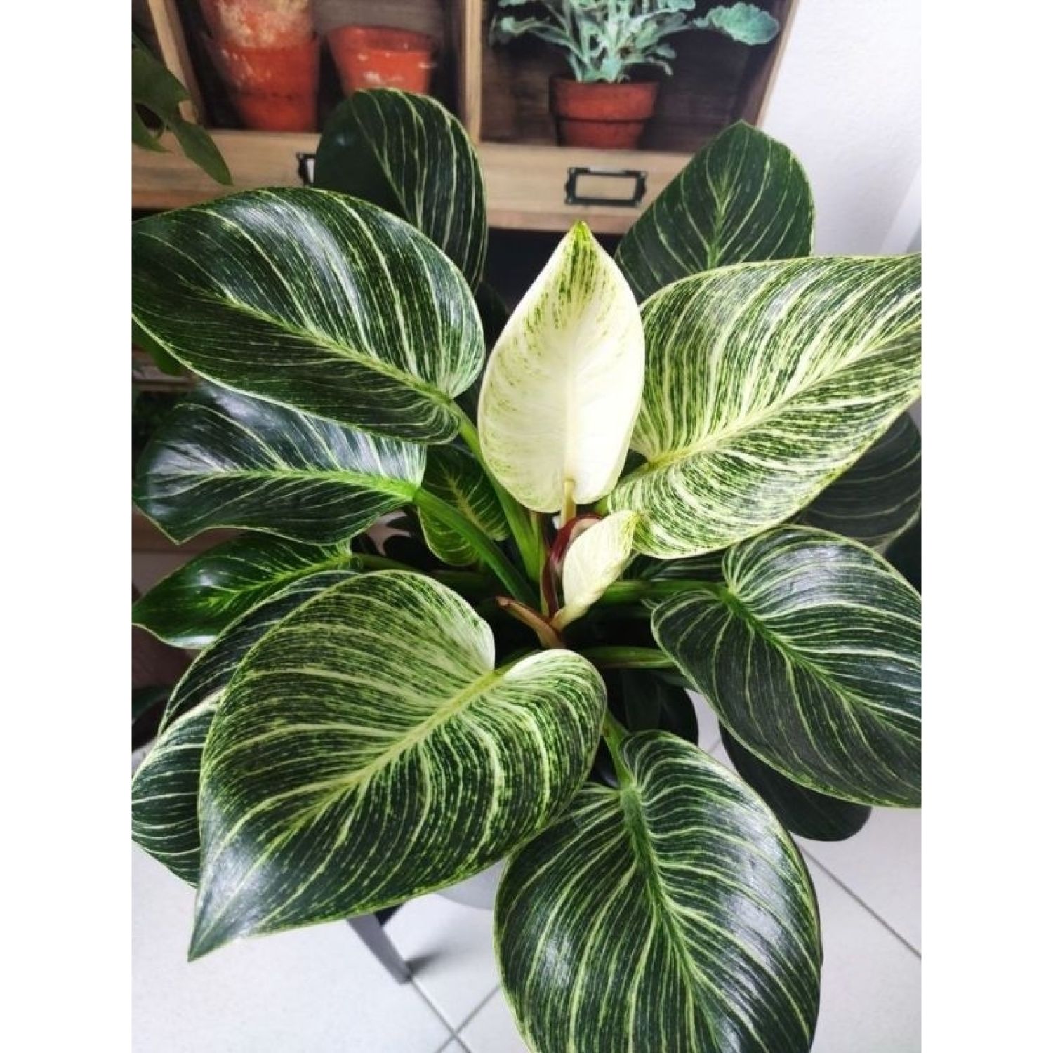 Trầu bà đế vương kim cương - Philodendron Birkin