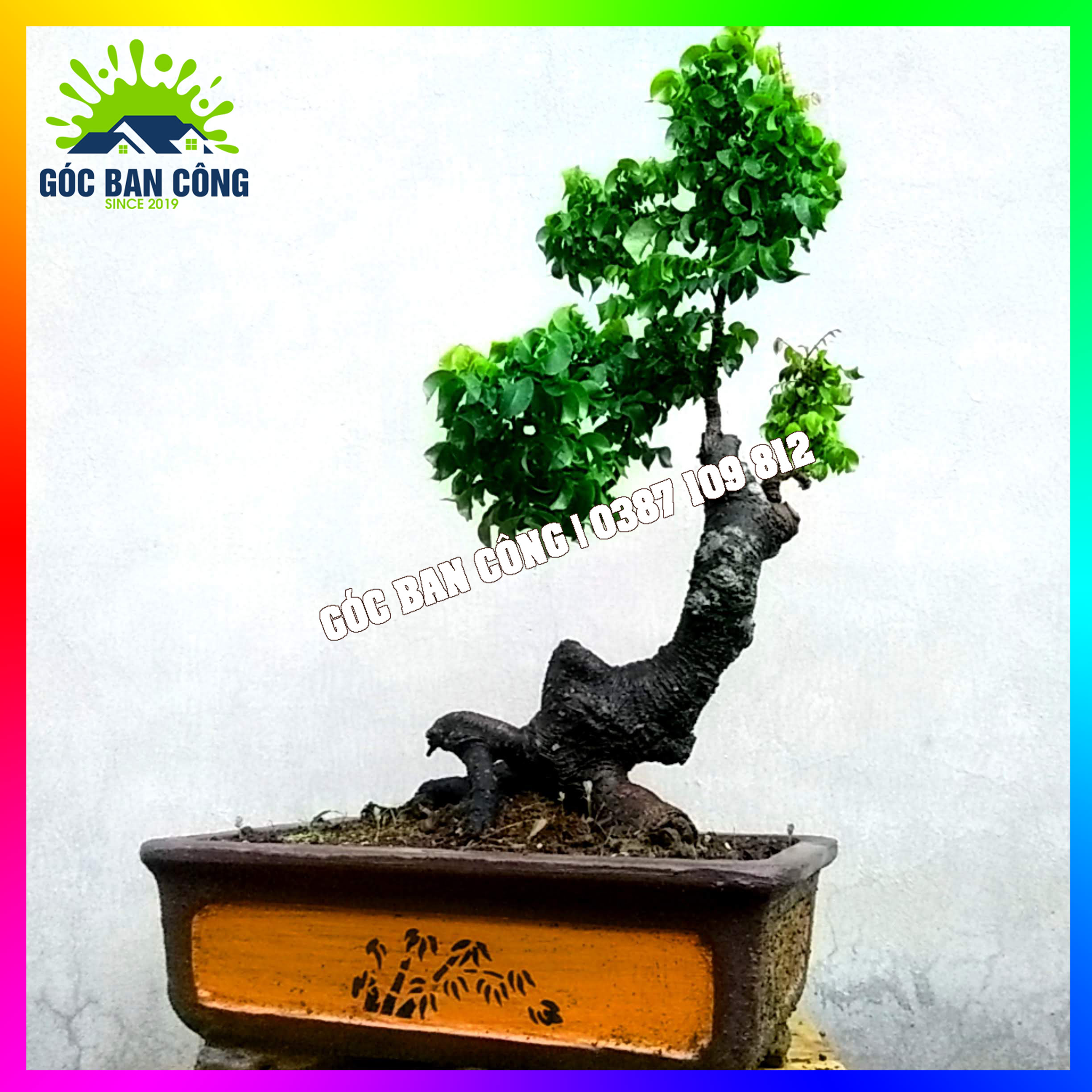 Cây Khế Bonsai Mini Gốc Quái - KBS21