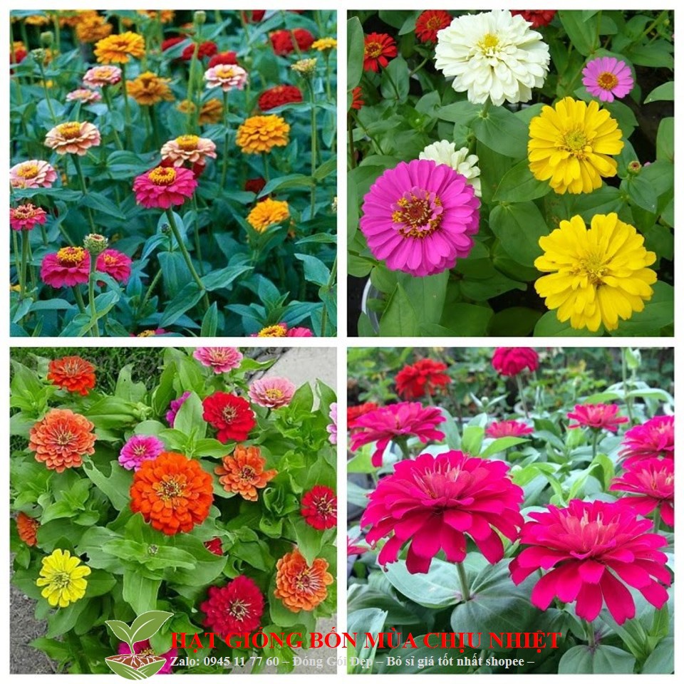 183A Gói 20 Hạt Giống Hoa Cúc Lá Nhám Hạt Giống Hoa Cúc Ngũ Sắc ( Cúc Lá Nhám) Đến Mùa Trồng Tết