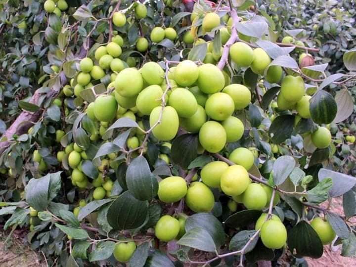 cây giống táo thái
