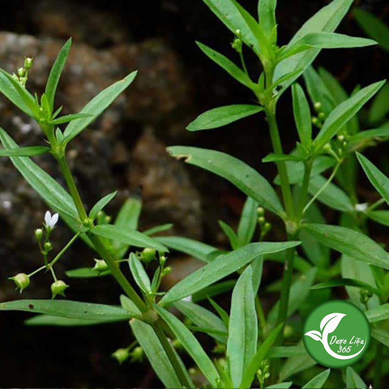 Bạch hoa xà thiệt thảo khô (gói 1kg) - DL075