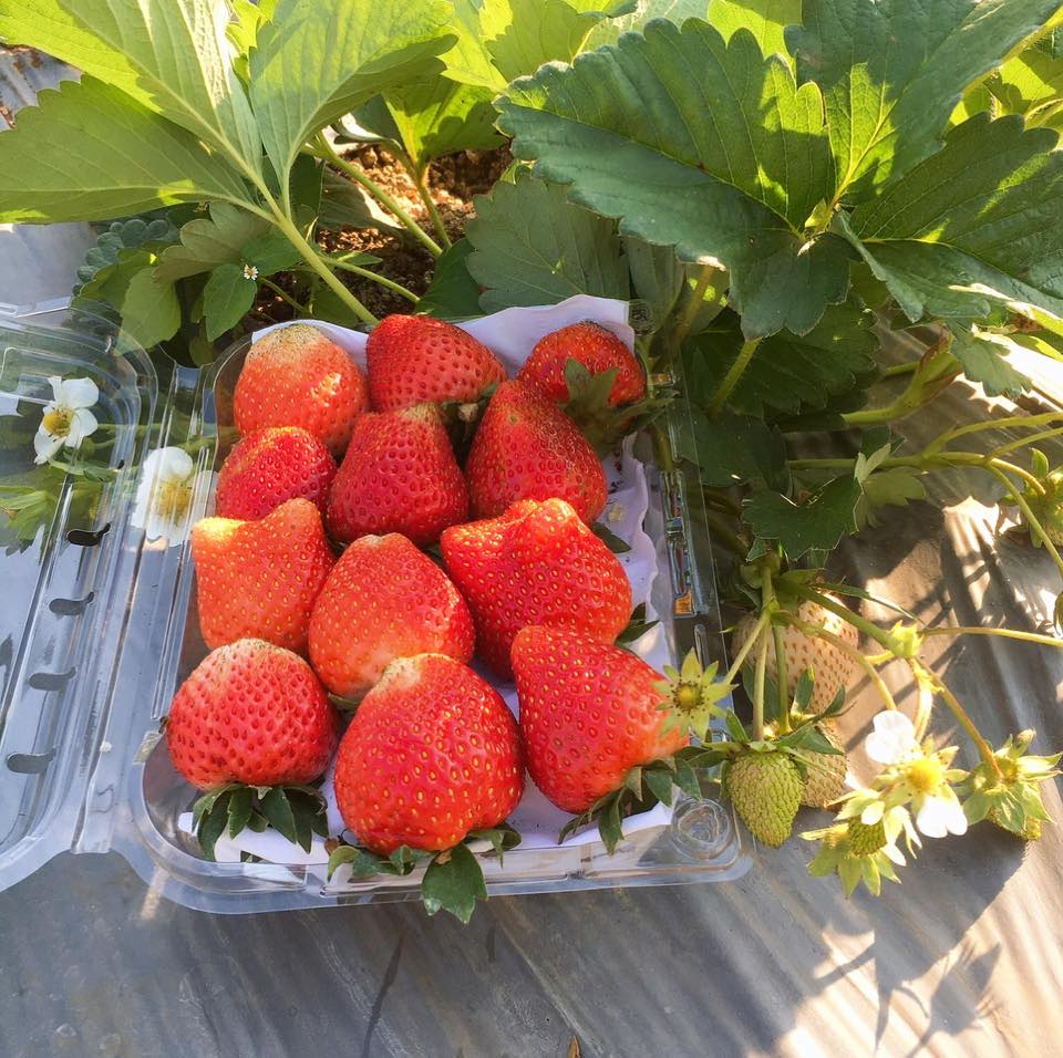 6 cây giống dâu tây ngọt chuẩn bị ra hoa