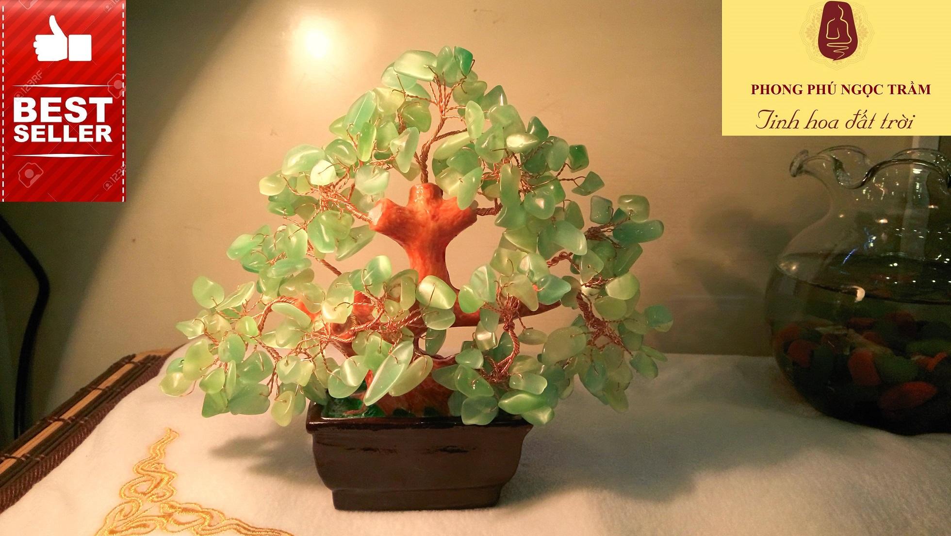 Cây phong thủy, cây chiêu tài đá mắt mèo xanh