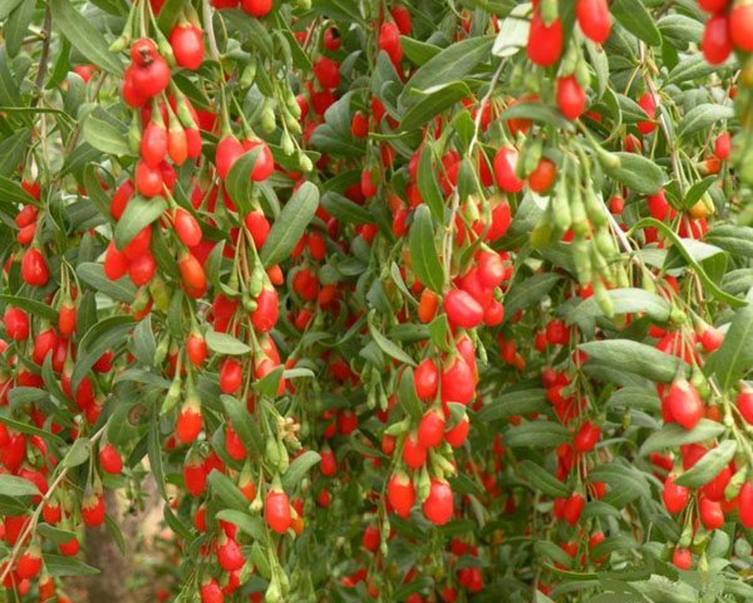 Hạt giống cây kỷ tử, gieo là lên, tỷ lệ nảy mầm >85%