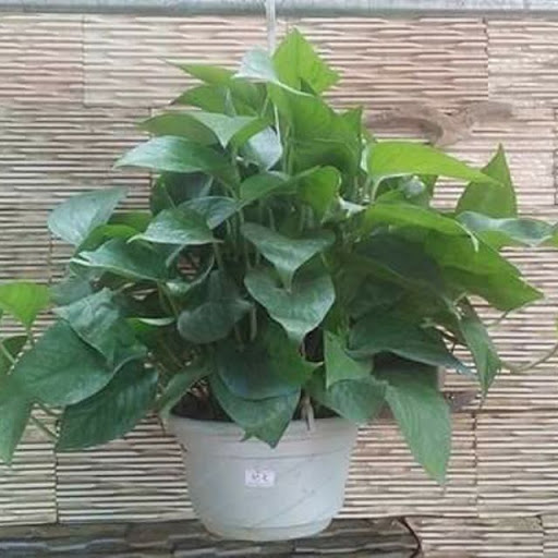 Trầu bà - CayGiongTot