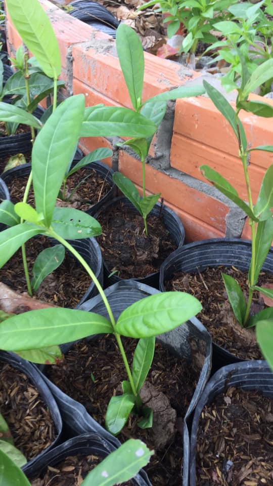 Cây giống vàng hường đọt xanh (lô 10 cây)