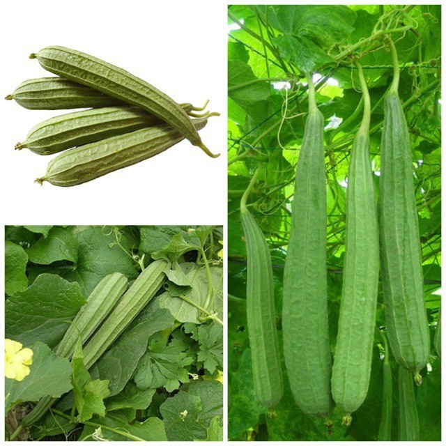 MƯỚP KHÍA THÁI LAN F1-41 TRÁI DÀI