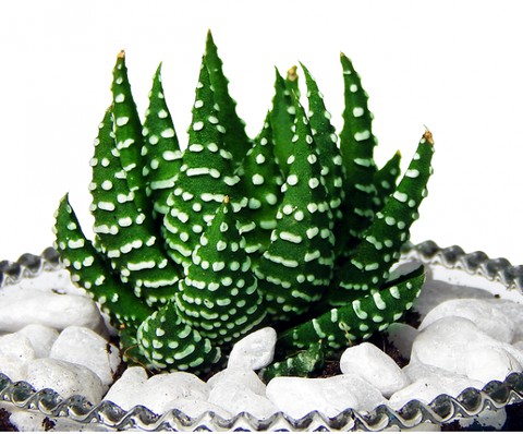 Cây sen đá móng rồng chậu treo - cây phong thủy mang lại may mắn cho gia chủ