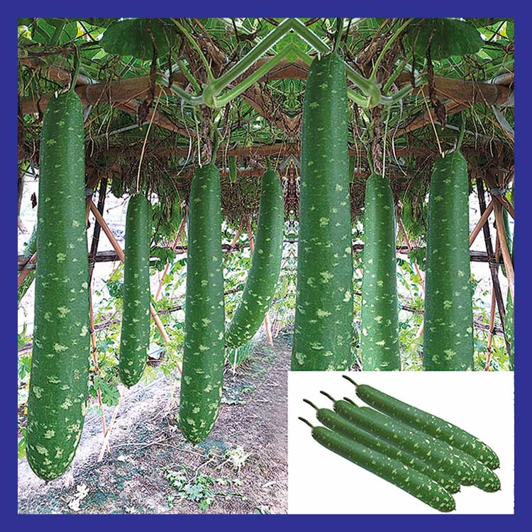 Hạt giống bầu sao lai F1 dễ trồng năng suất cao 10 hạt giá rẻ