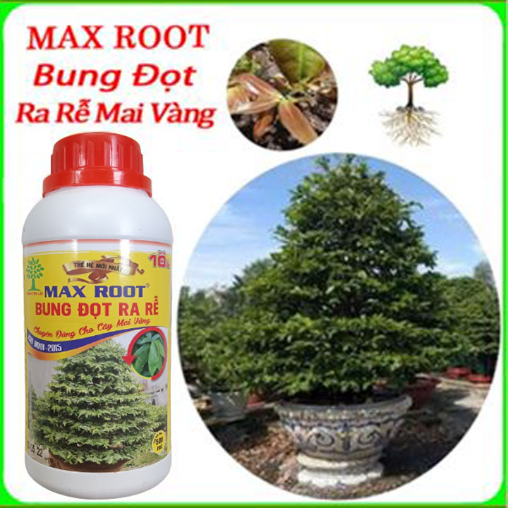 Max root bung đọt ra rễ mai vàng