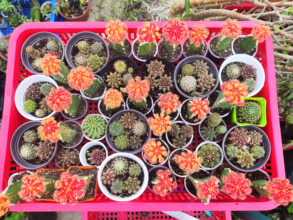 [HCM]Xương rồng đỏ cam tháp ( gốc thanh long việt)