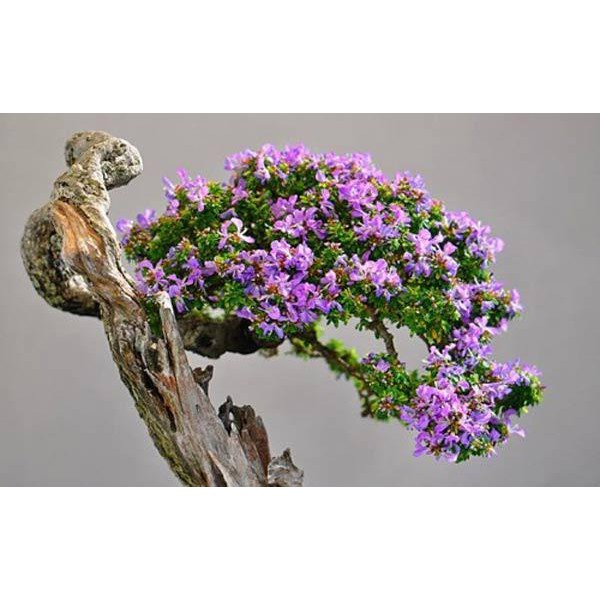 Cây Giống Hoa Linh Sam Tím Bonsai