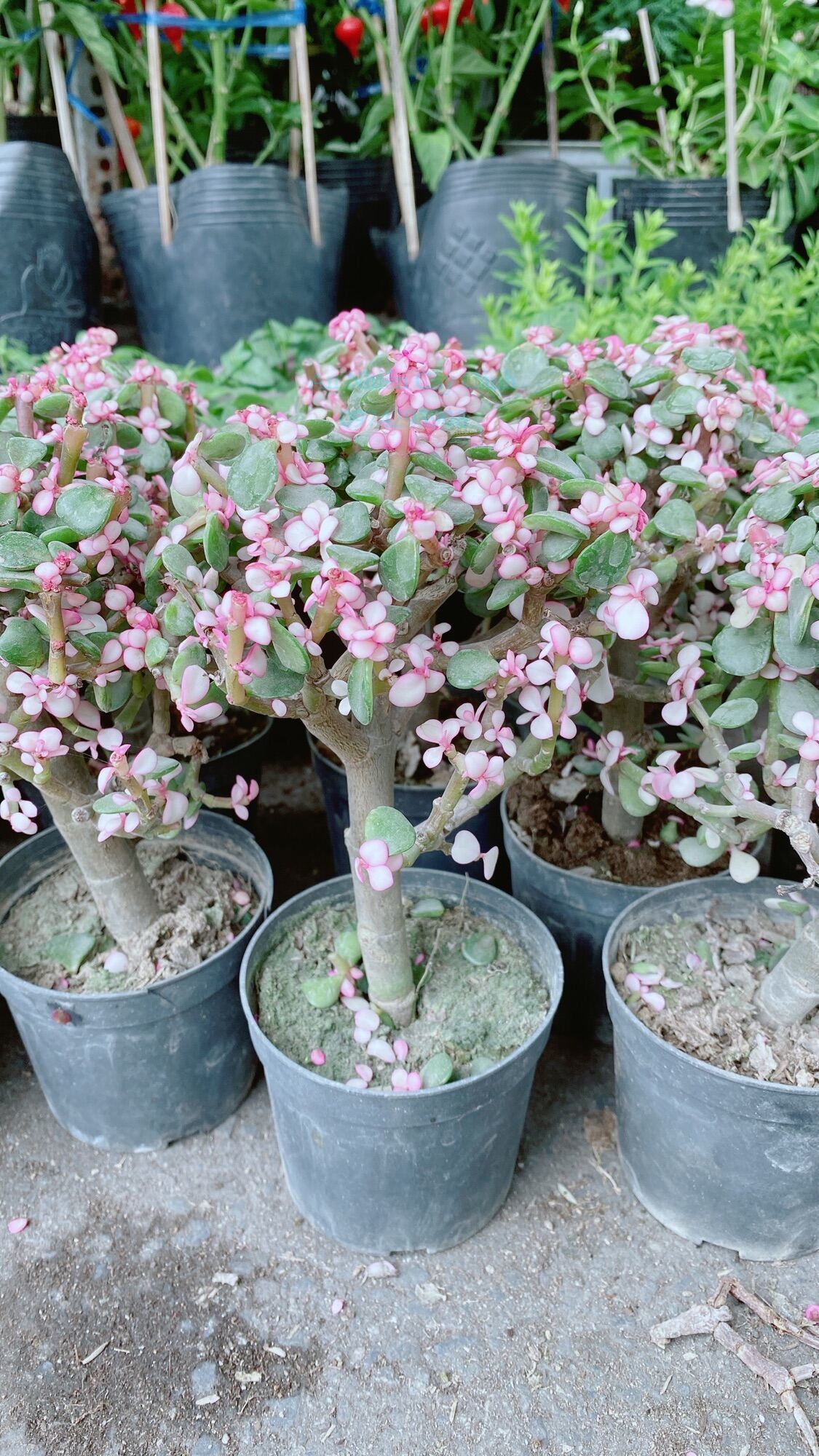 Cây cành vàng lá ngọc