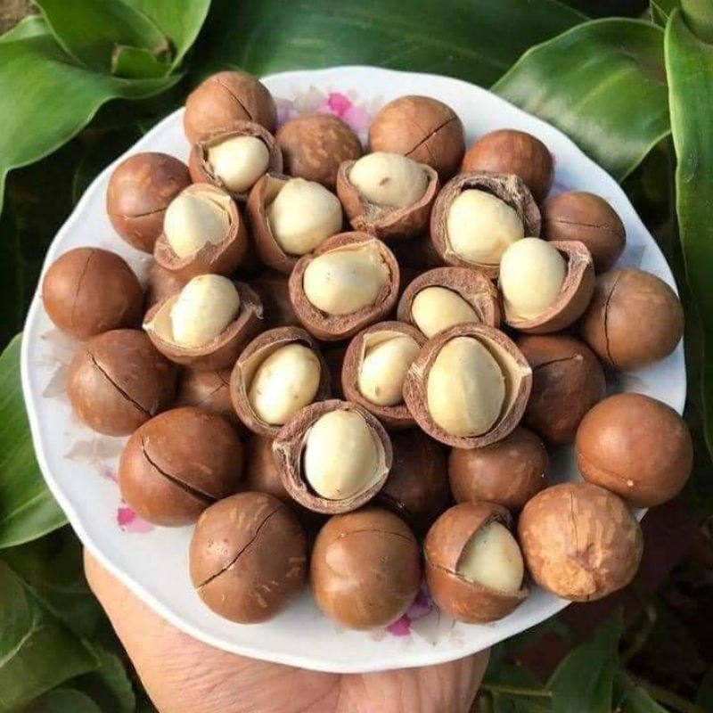 Hạt macca tây nguyên sấy nứt vỏ 500gr - freeship đơn từ 50k