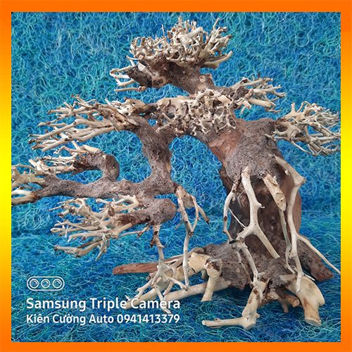 Mô hình Cây gỗ lũa thủy sinh Không tán dùng cho bể cá cảnh, Gỗ lũa các SIZE