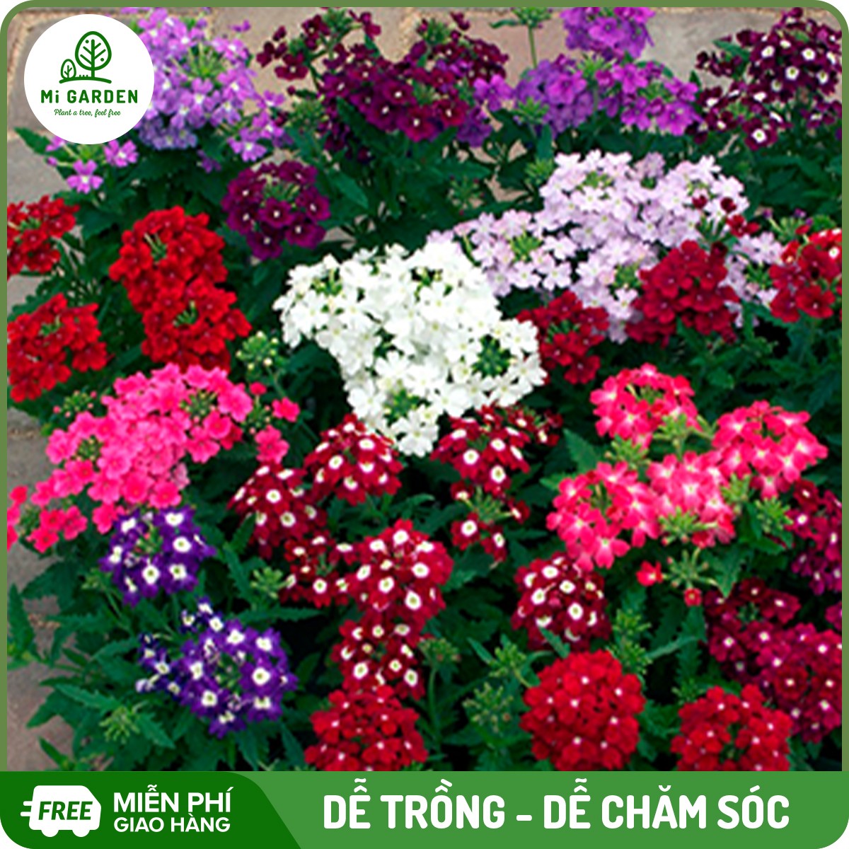 Hạt giống hoa Cúc indo Mi Garden, hạt giống dễ trồng, dễ chăm sóc, hoa đẹp