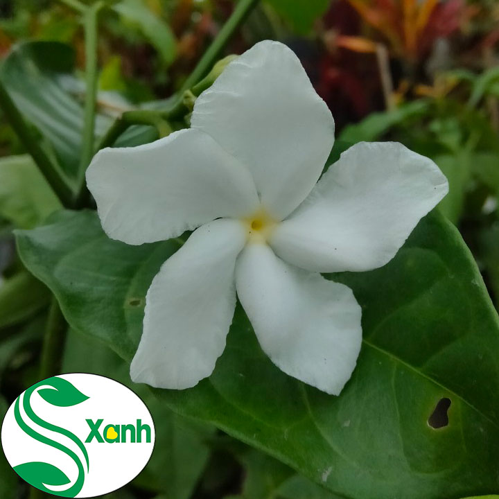 Hoa Lài Tây Hoa Trắng Thơm