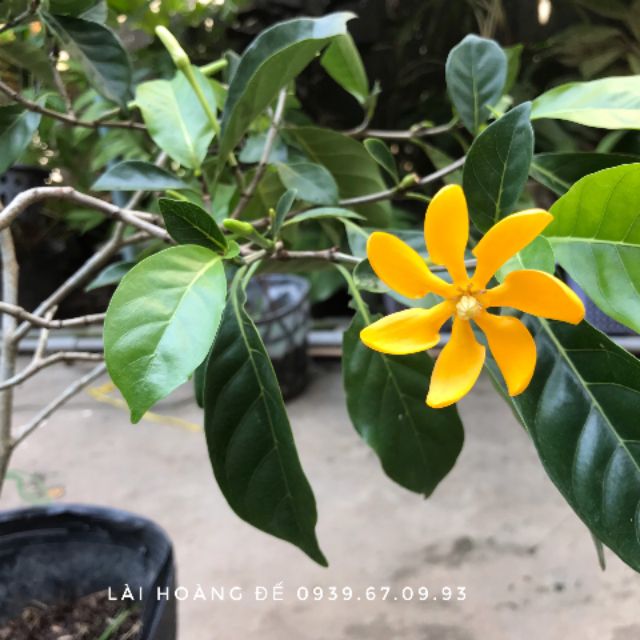 Lài Hoàng Đế #Hoa,_cây_cảnh&cây_ăn_quả,_cây_công_trình,_cây_lấy_gỗ,_hoa_phong_lan,_cây_phong_thủy