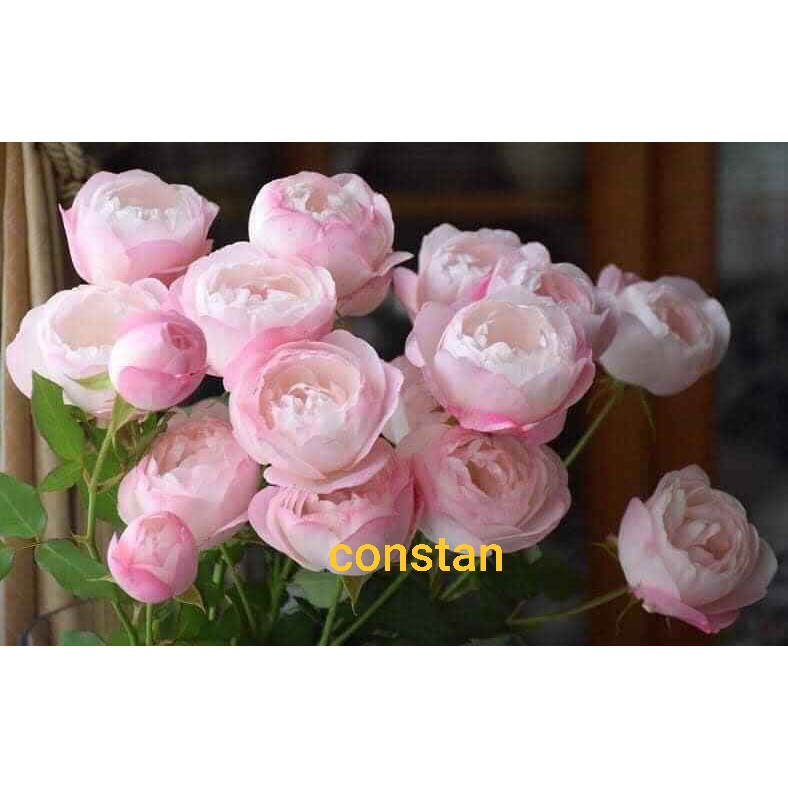 Cành Chiết Hồng Ngoại Maccaron ( Giống Hoa Hồng )