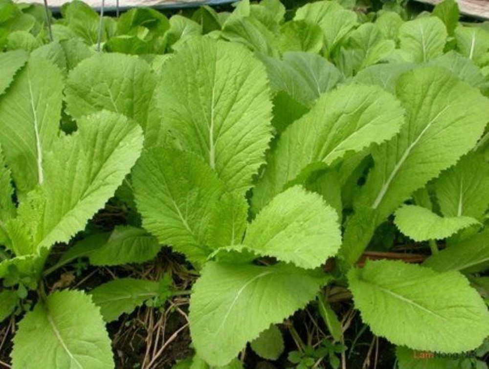 [HCM]Hạt giống cải xanh F1 cao sản - Tặng gói hạt giống ngẫu nhiên