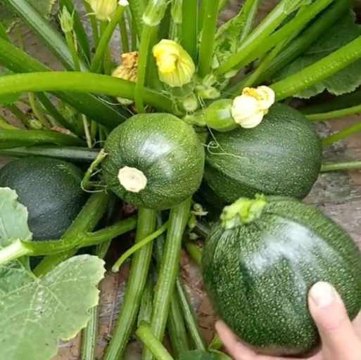 Gói 10 Hạt giống bí ngồi tròn siêu quả