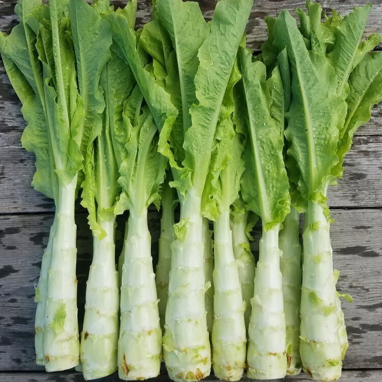 5gr hạt giống rau diếp tây