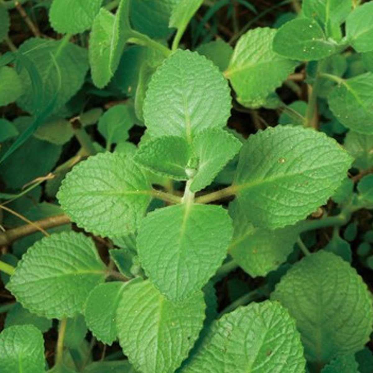 Hạt giống rau húng chanh, tần dày  - dễ trồng, ăn ngon