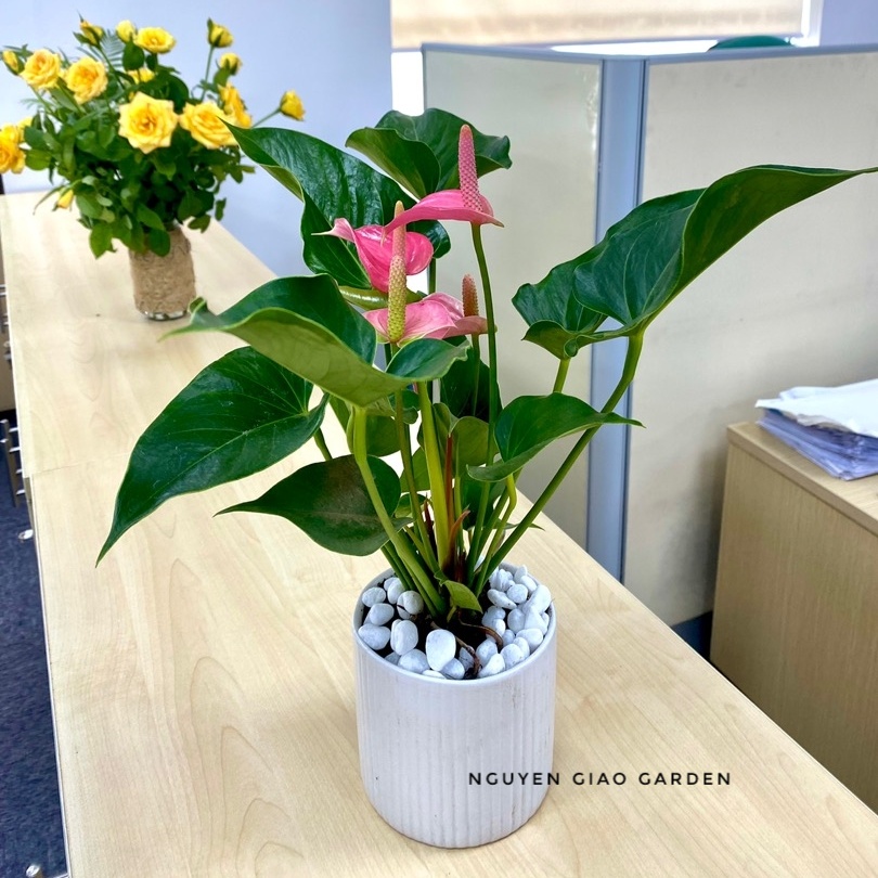 Cây hồng môn chậu sứ trụ để bàn