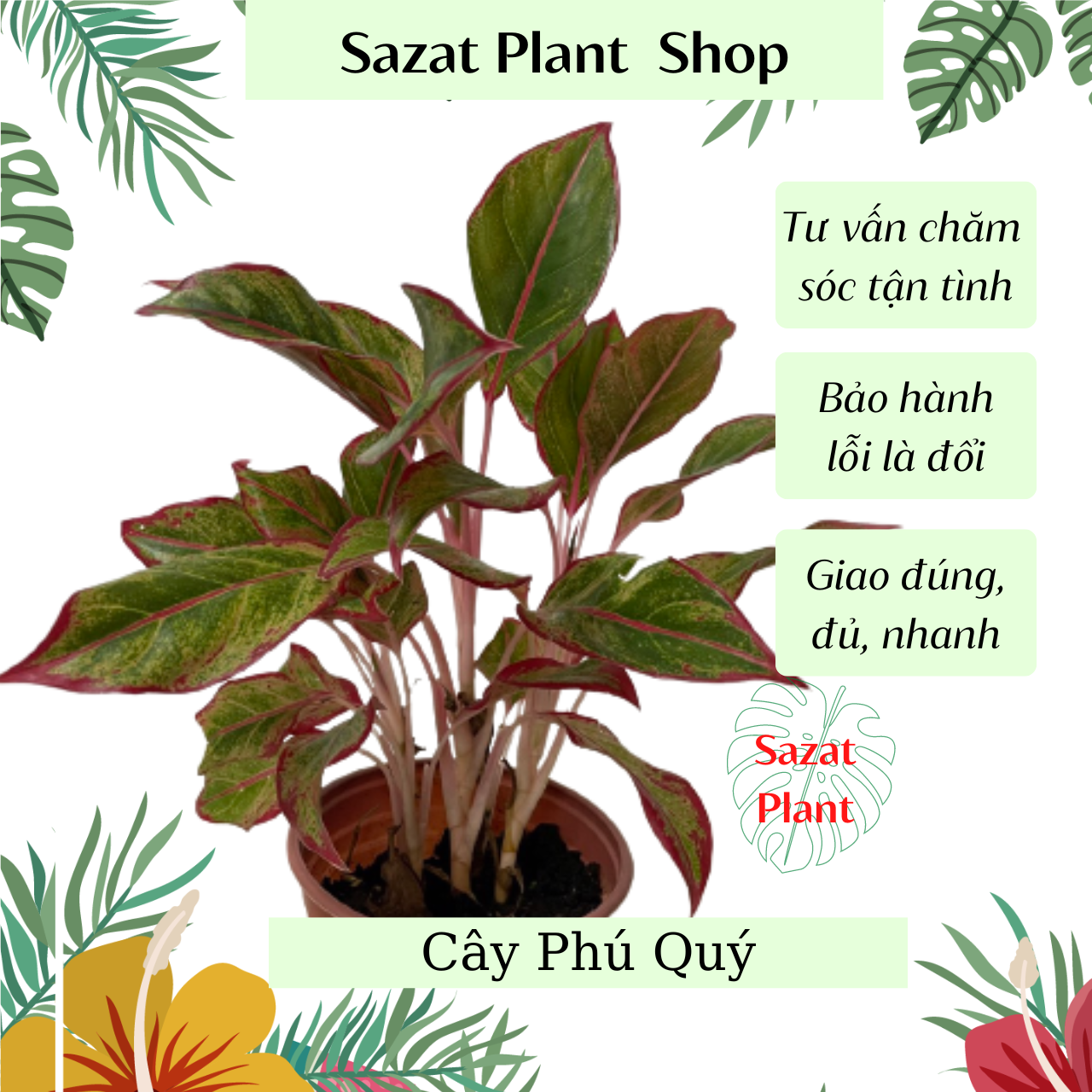 Cây Phú Quý, cao 25-35cm, cây cảnh mini kiểng lá phong thủy để bàn trồng trong nhà văn phòng, Shop cây AnTuong