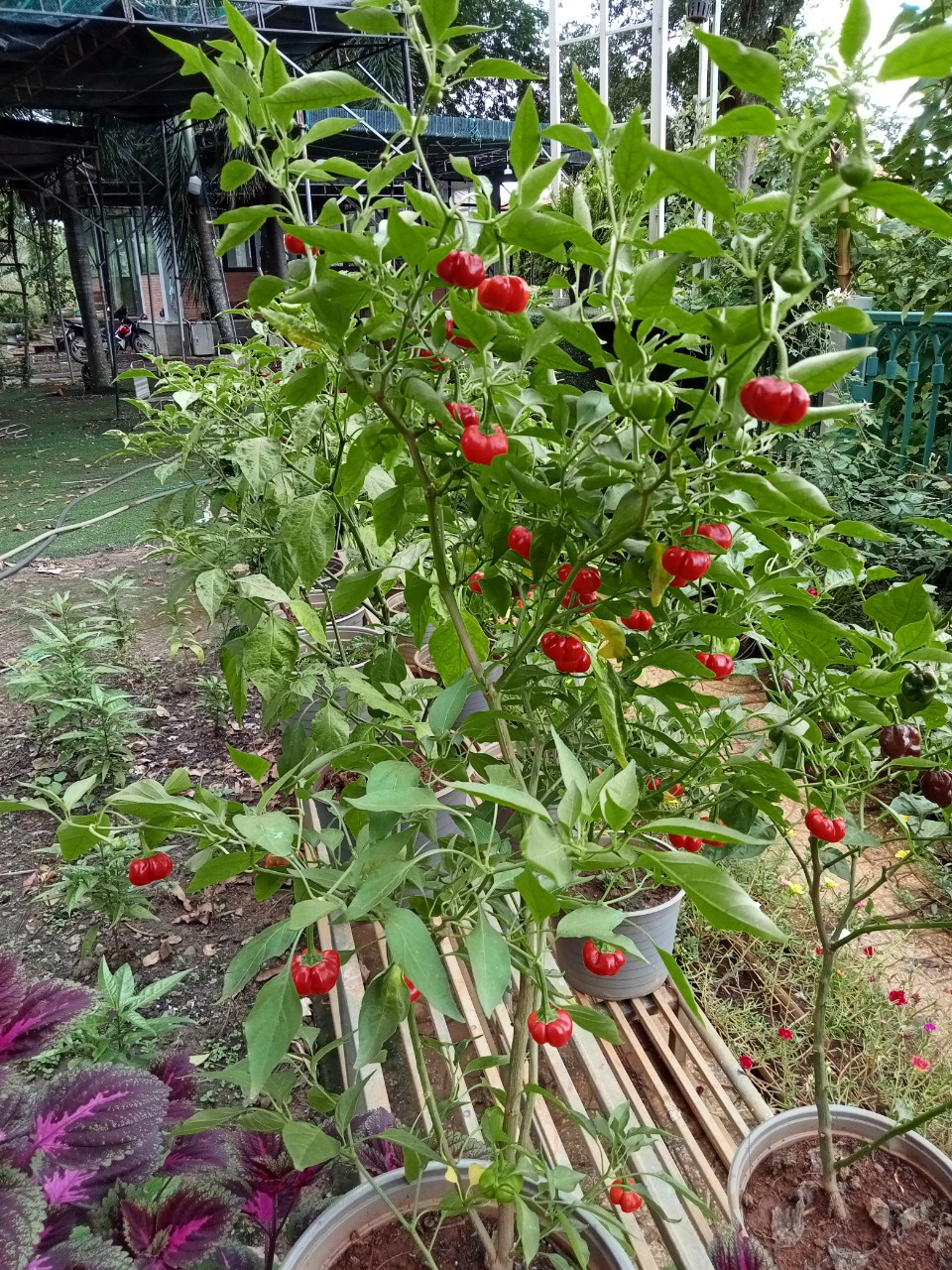 Cây ớt bí ngô