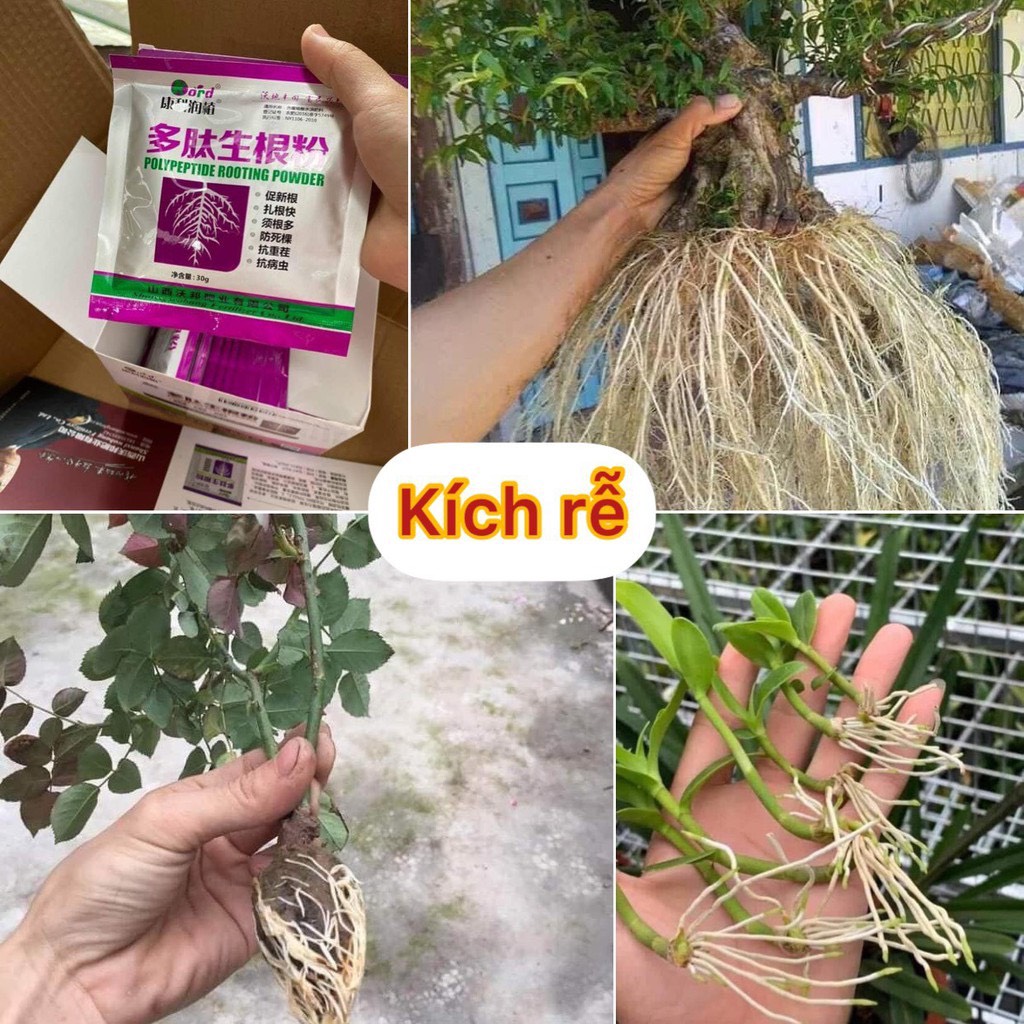 Bột siêu kích rễ