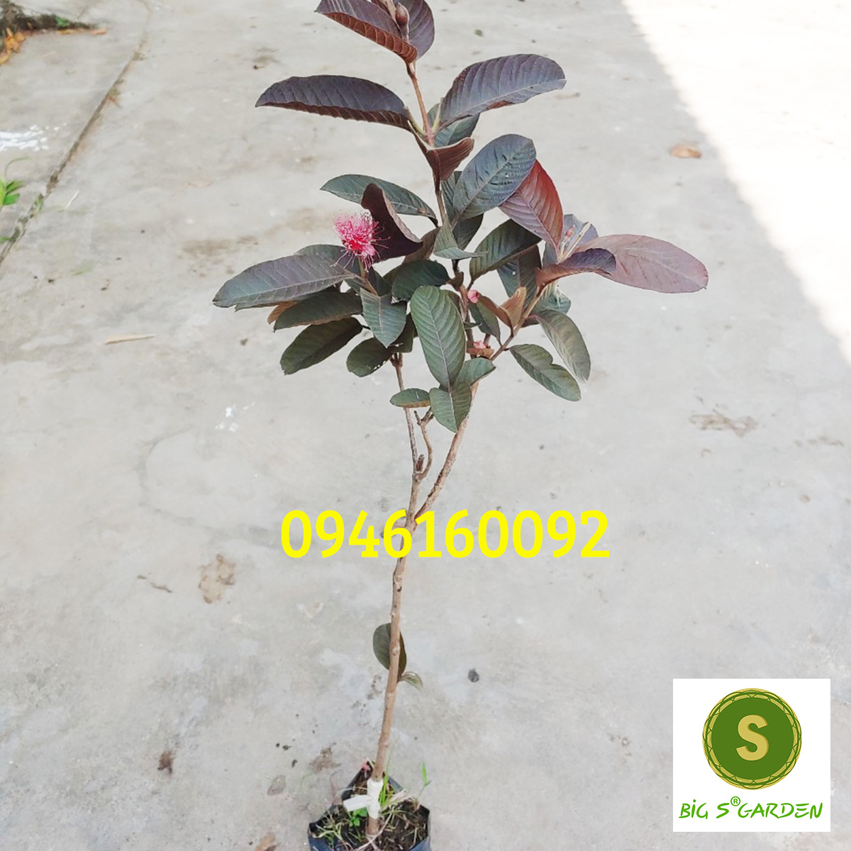 Cây Giống Ổi Tím Malaysia Ra hoa sớm- Freeship 20k đơn từ 49k