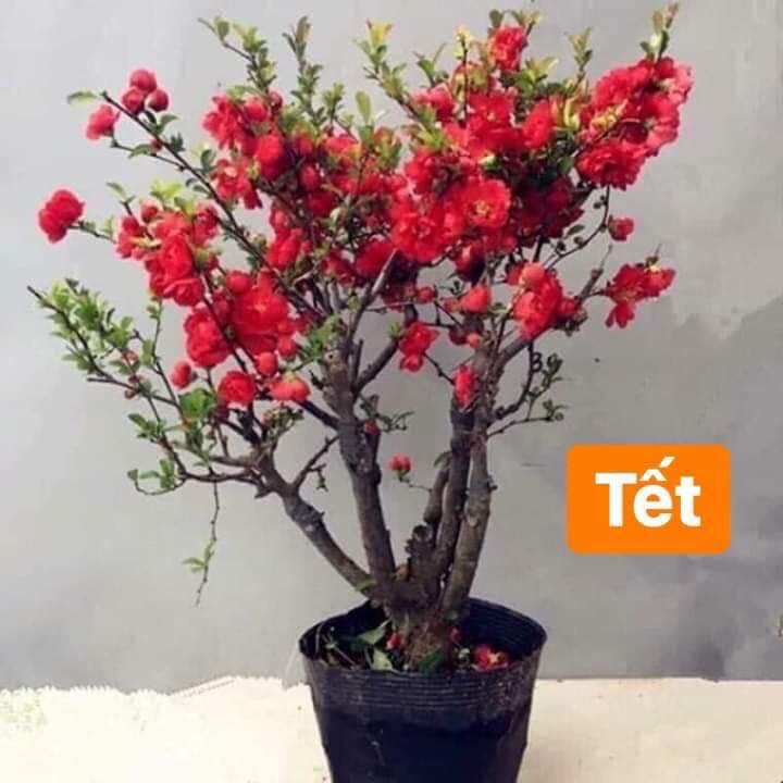 Mai Đỏ bonsai TỨ QUÝ CHẬU HOA QUANH NĂM SIÊU ĐẸP gửi đi nguyên bầu
