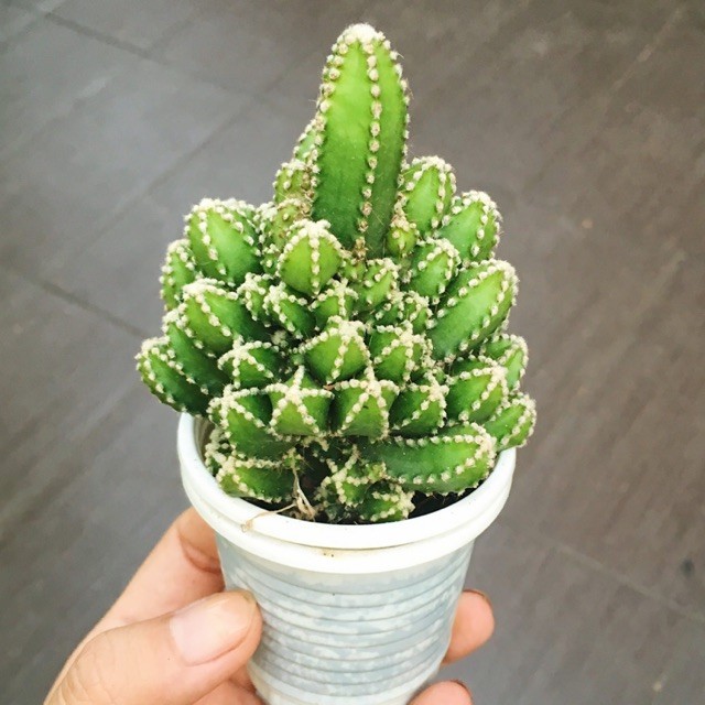 Cây xương rồng thanh sơn