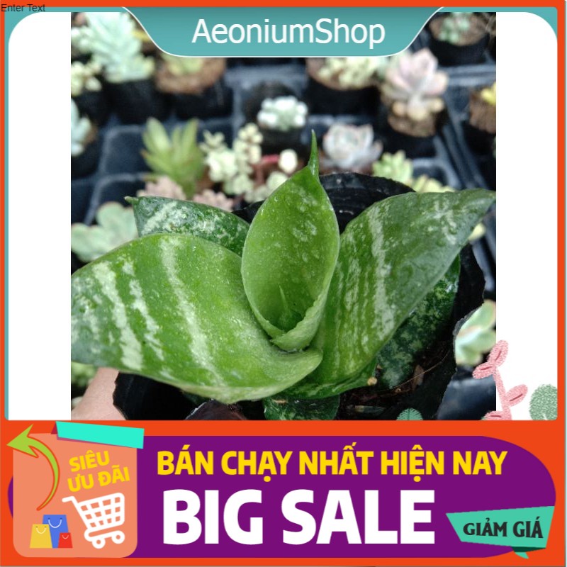 Cây lưỡi hổ mini, xuất xứ đà lạt, lỗi 1 đổi 1 ❣