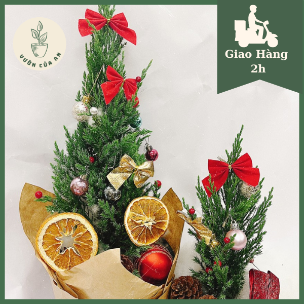 Cây Sơn Tùng/Cây Thông Noel thật , cây trang trí mini để bàn, trồng trong nhà, giá rẻ, Vườn Của An